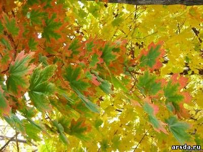 Листья кленов